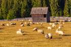 Romania, Transylvania, Carpathian Mountains. Bucovina. Grazing sheep. Art Print